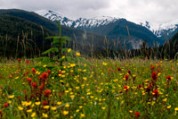 Juneau, Alaska, USA. Landscape in Scenery Cove, Thomas Bay, Petersburg, Southeast Alaska. Thomas Bay is located in southeast Alaska. It lies northeast of Petersburg, Alaska and the Baird Glacier drains into the bay. Thomas Bay is also known as "The Bay of Death" due to a massive landslide in 1750. It also has gained the name of "Devil's Country" when in 1900 several people claimed to have seen devil creatures in the area. Thomas Bay is known for being rich in gold and quartz. The wildlife has moose, brown bears, black bears, squirrels, wolves, rabbits, and other common Alaskan creatures.