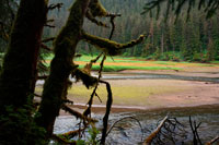 Juneau, Alaska, USA. Landscape with big trees in Scenery Cove, Thomas Bay, Petersburg, Southeast Alaska. Thomas Bay is located in southeast Alaska. It lies northeast of Petersburg, Alaska and the Baird Glacier drains into the bay. Thomas Bay is also known as "The Bay of Death" due to a massive landslide in 1750. It also has gained the name of "Devil's Country" when in 1900 several people claimed to have seen devil creatures in the area. Thomas Bay is known for being rich in gold and quartz. 