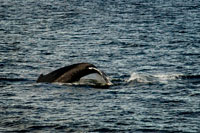 Juneau, Alaska, USA. Humpback Whales blowing and diving and Five Fingers Lighthouse. Frederick Sound. Stephen's Passage. Petersberg. Alaska. Spend the day exploring in Frederick Sound and Stephen's Passage — another excellent chance to view humpback whales and other marine wildlife. Pass by Five Fingers Lighthouse and watch for playful antics at a large sea lion haulout made from dozens of rocky islets. Later, cruise picturesque bays, where evergreen forests crowd the shores.