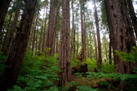 Juneau, Alaska, EE.UU.. Un bosque templado en las islas Brothers entre Pasaje Stephens y Frederick Sound. Archipiélago Alexander, el sudeste de Alaska. Los Tres Hermanos es un pequeño arrecife situado frente a la costa norte de la isla de Kodiak, Alaska, a unos 2 km al este de Shakmanof Point y 2,5 km al oeste de Ouzinkie.