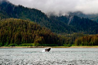 Juneau, Alaska, EUA .. Balenes geperudes bufat i el busseig en estret gelat. Parc Nacional Glacier Bay ADN Preserve. Illa Chichagof. Juneau. El sud-est d'Alaska. Avui és el dia final de l'exploració. Estableixi el seu curs per possiblement les aigües de balenes més rics al sud-est d'Alaska. Mantingui el rellotge per el cop revelador de les balenes geperudes que vostè frega les aigües riques en nutrients a la recerca de balenes, dofins, lleons marins, i altres animals salvatges.