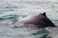 Juneau, Alaska, EUA .. Balenes geperudes bufat i el busseig en estret gelat. Parc Nacional Glacier Bay ADN Preserve. Illa Chichagof. Juneau. El sud-est d'Alaska. Avui és el dia final de l'exploració. Estableixi el seu curs per possiblement les aigües de balenes més rics al sud-est d'Alaska. Mantingui el rellotge per el cop revelador de les balenes geperudes que vostè frega les aigües riques en nutrients a la recerca de balenes, dofins, lleons marins, i altres animals salvatges.