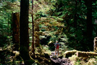 Juneau, Alaska, USA. Forest Loop Trail, Bartlett Cove, Glacier Bay National Park, Alaska, USA. Here, just 200 years ago stood the snout of a 100-mile long glacier. Though icebergs no longer dot the waters of Bartlett Cove, the animals, plants, and landscape continue to change after being affected by the Neoglacial Ice Age. There are many ways to explore Bartlett Cove.