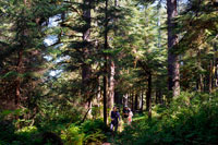 Juneau, Alaska, USA. Forest Loop Trail, Bartlett Cove, Glacier Bay National Park, Alaska, USA. Here, just 200 years ago stood the snout of a 100-mile long glacier. Though icebergs no longer dot the waters of Bartlett Cove, the animals, plants, and landscape continue to change after being affected by the Neoglacial Ice Age. There are many ways to explore Bartlett Cove. 