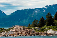 Juneau, Alaska, USA. A colony of Steller Sea Lions (Eumetopias jubatus) on South Marble Island in Glacier Bay National Park, Alaska. USA. Northern (Steller) sea lions (Eumetopias jubatus), South Marble Island, Glacier Bay National Park, Southeastern Alaska. South Marble Island is a small protrusion within the main channel of Glacier Bay as one sails from the Visitors Center up towards the major glaciers. It would be unremarkable except that it houses a notable and important colony for the pigeon guillemot (Cepphus columba), a north pacific seabird. 