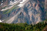 Juneau, Alaska, USA. Bald Eagle, Haliaeetus leucocephalus flying over Marble Island in Glacier Bay National Park, Alaska. USA. Also known as an American Eagle, with an iconic status in the USA. Northern (Steller) sea lions (Eumetopias jubatus), South Marble Island, Glacier Bay National Park, Southeastern Alaska. South Marble Island is a small protrusion within the main channel of Glacier Bay as one sails from the Visitors Center up towards the major glaciers.