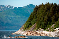 Juneau, Alaska, USA. A colony of Steller Sea Lions (Eumetopias jubatus) on South Marble Island in Glacier Bay National Park, Alaska. USA. Northern (Steller) sea lions (Eumetopias jubatus), South Marble Island, Glacier Bay National Park, Southeastern Alaska. South Marble Island is a small protrusion within the main channel of Glacier Bay as one sails from the Visitors Center up towards the major glaciers. It would be unremarkable except that it houses a notable and important colony for the pigeon guillemot (Cepphus columba), a north pacific seabird. 