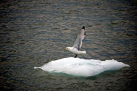 Juneau, Alaska, USA. Seagull over an ice in the Margerie Glacier and Mount Fairweather in Glacier Bay National Park Alaska USA. Tarr inlet in Glacier Bay National Park. Margerie Glacier is a 21-mile-long (34 km) tide water glacier in Glacier Bay in Alaska and is part of the Glacier Bay National Park and Preserve. It begins on the south slope of Mount Root, at the Alaska-Canada border in the Fairweather Range, and flows southeast and northeast to Tarr Inlet.