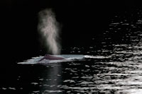 Juneau, Alaska, EUA .. Balenes geperudes bufat i el busseig en estret gelat. Parc Nacional Glacier Bay ADN Preserve. Illa Chichagof. Juneau. El sud-est d'Alaska. Avui és el dia final de l'exploració. Estableixi el seu curs per possiblement les aigües de balenes més rics al sud-est d'Alaska. Mantingui el rellotge per el cop revelador de les balenes geperudes que vostè frega les aigües riques en nutrients a la recerca de balenes, dofins, lleons marins, i altres animals salvatges.