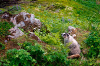 Juneau, Alaska, EUA .. Una marmota a Mount Roberts. Trekking del Mt Roberts Tramway, Juneau. Alaska. El terminal del tramvia es troba en una torre i ofereix vistes espectaculars de la ciutat de Juneau i el Canal de Gastineau, Douglas Island i la comunitat de Douglas a l'oest, la serralada de Chilkat muntanya al nord, i Kupreanof Illa al Sud . La plataforma de la terminal s'uneix a la cresta de la Muntanya Roberts pel pont aeri que condueix a les instal·lacions de la cimera. L'edifici principal inclou el Timberline Bar & Grill, el Teatre Chilkat mostrant una pel·lícula informativa dels natius d'Alaska locals, i dels regals del corb Àguila.