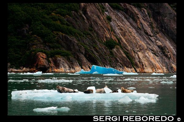 Harbor seals (Phoca vitulina) on iceberg near the Dawes Glacier, Endicott Arm, Tongass National Forest, Alaska, USA. Cliff-walled fjords sliced into the mountainous mainland are on tap today as you slowly slip into an area widely acclaimed as the most beautiful in Alaska. With more designated Wilderness Areas than any state in the nation, the finest include Endicott Arm and Ford’s Terror, a pristine tidal inlet and fjord. Explore this majestic fjord by kayak or skiff, a unique opportunity indeed. View rugged ice-covered mountains gleaming high overhead and a glacier that actively calves into the ice-filled fjord of Endicott Arm. Toast your voyage with a festive Farewell Dinner, and before turning in, your Expedition Leaders share a “photo journal” of your trip together.