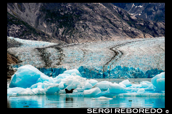 Segell de port (foca comuna), South Sawyer Glacier, àrea de Terror desert de Tracy Arm-Ford, el sud-est d'Alaska, EUA .. Fiords-Cliff parets tallades a la part continental de muntanya són de barril avui com vostè es llisca lentament en una àrea àmpliament aclamat com el més bell a Alaska. Amb Àrees Silvestres més designats que qualsevol estat de la nació, la més fina inclouen Endicott Braç i Terror de Ford, una ria d'aigües cristal·lines i fiord. Explorar aquest majestuós fiord en caiac o pot, una oportunitat única de fet. Veure les muntanyes cobertes de gel escarpats lluents dalt i una glacera que s'aturi de manera activa en el fiord ple de gel del braç d'Endicott. Torra el viatge amb una festiva sopar de comiat, i abans d'entregar, als seus caps d'expedició comparteixen un "diari de fotos" del seu viatge junts.