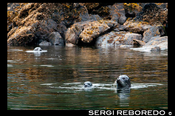 Sello de puerto (Phoca vitulina) en la ensenada de Paisaje en la región Thomas Bahía de sudeste de Alaska, Alaska, Estados Unidos de América. Crucero Safari Endeavour. Thomas Bay se encuentra en el sureste de Alaska. Se encuentra al noreste de San Petersburgo, Alaska y los desagües Baird Glaciar en la bahía. Thomas Bay también es conocida como "La bahía de la muerte" debido a un deslizamiento de tierras en 1750. También ha ganado el nombre de "País del Diablo", cuando en 1900 varias personas afirmaron tener criaturas diablo visto en la zona. Thomas Bay es conocida por ser rica en oro y cuarzo. La fauna tiene alces, osos pardos, osos negros, lobos, ardillas, conejos y otras criaturas de Alaska comunes. La tierra se ha utilizado para el registro. Charlie dijo haber llegado a Thomas Bay, pero no pudo encontrar la media luna en forma de lago. En su lugar, pasó algún tiempo fuera una 'S' en forma de lago (en realidad llamado Ess Lake). Afirmó que el área que rodea parecía extrañamente vacío de vida. No había ardillas, ni pájaros, etc. Querer para orientarse después encontró a su gran trozo de cuarzo, se subió a la cima de una loma. Desde allí podía detectar sonido de Frederick, Cabo de la Luz recta, el punto de Vanderput Spit (Punto Vanderput) y Sukhoi Isla de la boca de Wrangell Narrows. Detrás de la cresta, Charlie finalmente descubrió el lago en forma de media luna, que es donde el glaciar Patterson convierte en un lago que se convierte en río Patterson.