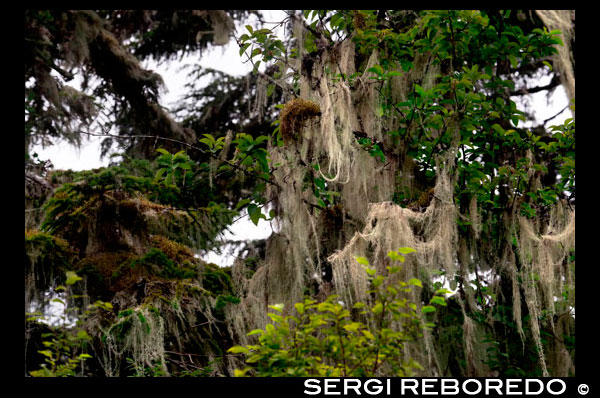 Un bosque templado en las islas Brothers entre Pasaje Stephens y Frederick Sound. Archipiélago Alexander, el sudeste de Alaska. Los Tres Hermanos es un pequeño arrecife situado frente a la costa norte de la isla de Kodiak, Alaska, a unos 2 km al este de Shakmanof Point y 2,5 km al oeste de Ouzinkie. El arrecife se extiende sobre 550 m en el suroeste de dirección noreste, y algunas partes de ella a descubrir unos 60 cm. Dos rocas en el extremo suroeste descubren en alrededor de 1,2 m, y una roca en el extremo noreste destapa por alrededor de 1 m. Hay una luz en la roca southwesternmost. Un bosque de algas se extiende unos 250 yardas outh de la luz hacia la Isla Baja.