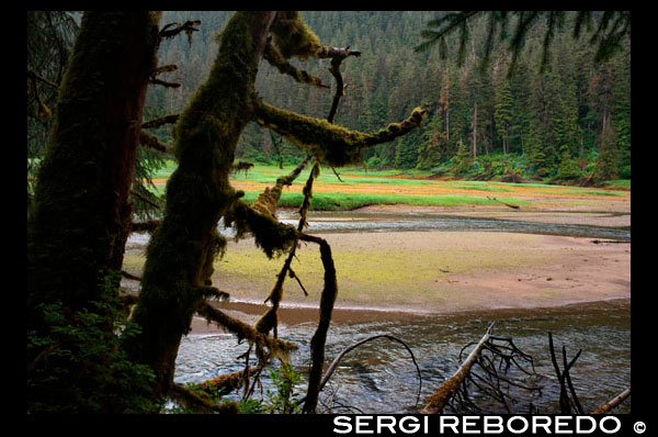 Landscape with big trees in Scenery Cove, Thomas Bay, Petersburg, Southeast Alaska. Thomas Bay is located in southeast Alaska. It lies northeast of Petersburg, Alaska and the Baird Glacier drains into the bay. Thomas Bay is also known as "The Bay of Death" due to a massive landslide in 1750. It also has gained the name of "Devil's Country" when in 1900 several people claimed to have seen devil creatures in the area. Thomas Bay is known for being rich in gold and quartz. The wildlife has moose, brown bears, black bears, squirrels, wolves, rabbits, and other common Alaskan creatures. The land has been used for logging. Charlie claimed to have arrived in Thomas Bay, but couldn't find the half-moon shaped lake. Instead he spent some time off an 'S' shaped lake (actually called Ess Lake). He claimed that the surrounding area seemed oddly void of life. There were no squirrels, no birds, etc. Wanting to get his bearings after he found his large chunk of quartz, he climbed to the top of a ridge. From there he could spot Frederick Sound, Cape of the Straight Light, the point of Vanderput Spit (Point Vanderput), and Sukhoi Island from the mouth of Wrangell Narrows. Behind the ridge, Charlie finally spotted the half-moon shaped lake, which is where the Patterson Glacier turns into a lake that turns into Patterson River.