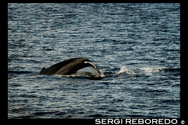 Humpback Whales blowing and diving and Five Fingers Lighthouse. Frederick Sound. Stephen's Passage. Petersberg. Alaska. Spend the day exploring in Frederick Sound and Stephen's Passage — another excellent chance to view humpback whales and other marine wildlife. Pass by Five Fingers Lighthouse and watch for playful antics at a large sea lion haulout made from dozens of rocky islets. Later, cruise picturesque bays, where evergreen forests crowd the shores. When a humpback whale dives, the tail rises into the air showing a distinct shape and coloration unique to each whale.  Using photography, researchers capture this image to identify each whale. This website is a collection, or catalog, of the best photographs of nearly 1900 different humpback whales seen in southeastern Alaska across the past three decades. 