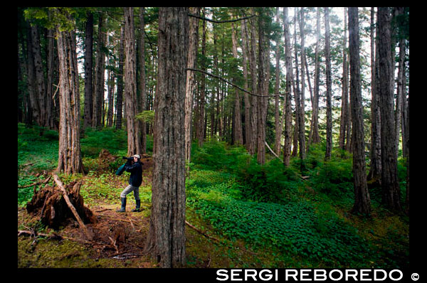 Hombre que toma la foto en un bosque templado lluvioso en las islas Brothers entre Pasaje Stephens y Frederick Sound. Archipiélago Alexander, el sudeste de Alaska. Los Tres Hermanos es un pequeño arrecife situado frente a la costa norte de la isla de Kodiak, Alaska, a unos 2 km al este de Shakmanof Point y 2,5 km al oeste de Ouzinkie. El arrecife se extiende sobre 550 m en el suroeste de dirección noreste, y algunas partes de ella a descubrir unos 60 cm. Dos rocas en el extremo suroeste descubren en alrededor de 1,2 m, y una roca en el extremo noreste destapa por alrededor de 1 m. Hay una luz en la roca southwesternmost. Un bosque de algas se extiende unos 250 yardas outh de la luz hacia la Isla Baja.