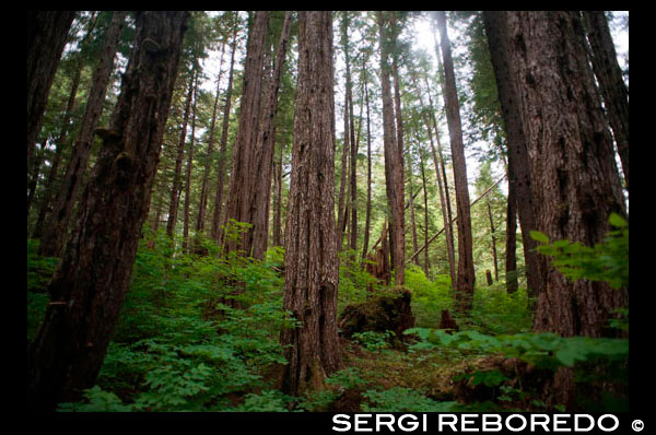 Un bosque templado en las islas Brothers entre Pasaje Stephens y Frederick Sound. Archipiélago Alexander, el sudeste de Alaska. Los Tres Hermanos es un pequeño arrecife situado frente a la costa norte de la isla de Kodiak, Alaska, a unos 2 km al este de Shakmanof Point y 2,5 km al oeste de Ouzinkie. El arrecife se extiende sobre 550 m en el suroeste de dirección noreste, y algunas partes de ella a descubrir unos 60 cm. Dos rocas en el extremo suroeste descubren en alrededor de 1,2 m, y una roca en el extremo noreste destapa por alrededor de 1 m. Hay una luz en la roca southwesternmost. Un bosque de algas se extiende unos 250 yardas outh de la luz hacia la Isla Baja.