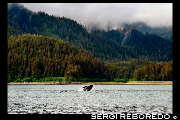 Humpback Whales blowing and diving in Icy Strait. Glacier Bay National Park adn Preserve. Chichagof Island. Juneau. Southeast Alaska. Today is the ultimate day of exploration. Set your course for arguably the richest whale waters in Southeast Alaska. Keep watch for the telltale blow of the humpbacks as you scour the nutrient-rich waters in search of whales, porpoise, sea lions, and other wildlife. Join the Captain on the bridge or go on deck with your Expedition Leader. Late afternoon, drop the skiffs and kayaks for closer inspection of the remote coastline with eyes set on shore for possible bear sightings. This evening, take in the solitude while relaxing in the upper deck hot tub or enjoy a nightcap with your fellow yachtmates in the saloon.