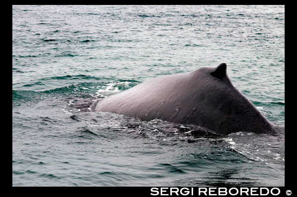 Balenes geperudes bufat i el busseig en estret gelat. Parc Nacional Glacier Bay ADN Preserve. Illa Chichagof. Juneau. El sud-est d'Alaska. Avui és el dia final de l'exploració. Estableixi el seu curs per possiblement les aigües de balenes més rics al sud-est d'Alaska. Mantingui el rellotge per el cop revelador de les balenes geperudes que vostè frega les aigües riques en nutrients a la recerca de balenes, dofins, lleons marins, i altres animals salvatges. Uneix-te al capità al pont o anar a coberta amb el seu Líder d'Expedició. A la tarda, la caiguda de les llanxes i caiacs per a una inspecció més propera de la costa a distància amb els ulls fixats a la costa de possibles albiraments d'óssos. Aquesta nit, gaudir de la solitud mentre es relaxa a la banyera d'hidromassatge coberta superior o gaudir d'una copa amb els seus companys de yachtmates al saló.