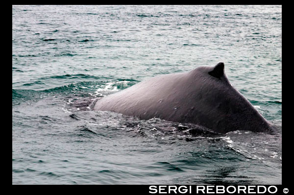 Ballenas jorobadas soplado y el buceo en estrecho helado. Parque Nacional Glacier Bay adn Preserve. Isla Chichagof. Juneau. El sudeste de Alaska. Hoy es el día final de la exploración. Establezca su curso para posiblemente las aguas de ballenas más ricos en el sudeste de Alaska. Mantenga el reloj para el golpe revelador de las ballenas jorobadas que usted friega las aguas ricas en nutrientes en busca de ballenas, delfines, leones marinos, y otros animales salvajes. Únete al capitán en el puente o ir en cubierta con su Líder de Expedición. Por la tarde, la caída de las lanchas y kayaks para una inspección más cercana de la costa a distancia con los ojos fijados en la costa de posibles avistamientos de osos. Esta noche, disfrutar de la soledad mientras se relaja en la bañera de hidromasaje cubierta superior o disfrutar de una copa con sus compañeros de yachtmates en el salón.