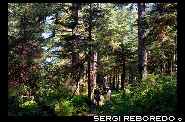 Forest Loop Trail, Bartlett Cove, Glacier Bay National Park, Alaska, USA. Here, just 200 years ago stood the snout of a 100-mile long glacier. Though icebergs no longer dot the waters of Bartlett Cove, the animals, plants, and landscape continue to change after being affected by the Neoglacial Ice Age. There are many ways to explore Bartlett Cove. You may wish to investigate the area on your own, with a small group, or as part of a Ranger Naturalist guided hike or talk. Whatever the method, the beauty of Bartlett Cove and the events that took place here are well worth discovering. Bartlett Cove is the only developed area in Glacier Bay National Park. Join Ranger Tim and explore the activities, trails, lodging, and other highlights found at this remote wilderness outpost.