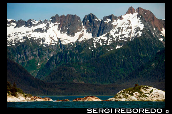 Una colònia de lleons marins de Steller (jubatus Eumetopias) en el marbre del Sud Illa al Parc Nacional Glacier Bay, Alaska. EUA .. Nord (Steller) llops marins (jubatus Eumetopias), Illa Sud Marbre, Parc Nacional Glacier Bay, Sud-est d'Alaska. Sud Marble Island és una petita protuberància al canal principal de la Badia de les Glaceres com es navega des del centre de visitants cap als grans glaceres. Seria poc notable, excepte que alberga una colònia notable i important per al arao colomí (Cepphus columba), una au marina del Pacífic nord. Aquests ocells negres tenen pegats d'ala superiors blanques marcades amb un triangle negre, juntament amb potes vermelles distintives. Niu Guillemots en esquerdes rocoses de l'illa. L'illa és també un lleó marí de Steller (Eumetopias jubatus) ubicació haul-out. Un lloc on això ocorre es mostra a la fotografia. Si vostè mira de prop vostè pot ser capaç de veure alguns d'ells. Lleons marins de Steller són els més grans dels segells d'orelles. Ells porten el nom de George Wilhelm Steller, un naturalista alemany que va participar en el 1741 Bering expedició, i va ser el primer a classificar científicament.