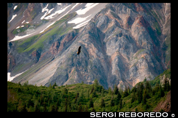 Bald Eagle, Haliaeetus leucocephalus flying over Marble Island in Glacier Bay National Park, Alaska. USA. Also known as an American Eagle, with an iconic status in the USA. Northern (Steller) sea lions (Eumetopias jubatus), South Marble Island, Glacier Bay National Park, Southeastern Alaska. South Marble Island is a small protrusion within the main channel of Glacier Bay as one sails from the Visitors Center up towards the major glaciers. It would be unremarkable except that it houses a notable and important colony for the pigeon guillemot (Cepphus columba), a north pacific seabird. These black birds have white upper wing patches marked by a black triangle, along with distinctive red legs. Guillemots nest within the island's rocky crevices. The island is also a Steller sea lion (Eumetopias jubatus) haul-out location. One place where this happens is shown in the photograph. If you look closely you may be able to see some of them. Steller sea lions are the largest of the eared seals. They are named for George Wilhelm Steller, a German naturalist that participated in the 1741 Bering expedition, and was the first to scientifically classify them.