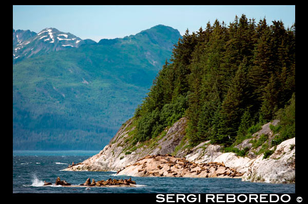 Una colonia de leones marinos de Steller (jubatus Eumetopias) en el mármol del Sur Isla en el Parque Nacional Glacier Bay, Alaska. EE.UU.. Norte (Steller) lobos marinos (jubatus Eumetopias), Isla Sur Mármol, Parque Nacional Glacier Bay, Sureste de Alaska. Sur Marble Island es una pequeña protuberancia en el canal principal de la Bahía de los Glaciares como se navega desde el centro de visitantes hacia los grandes glaciares. Sería poco notable, excepto que alberga una colonia notable e importante para el arao pichón (Cepphus columba), un ave marina del Pacífico norte. Estos pájaros negros tienen parches de ala superiores blancas marcadas con un triángulo negro, junto con patas rojas distintivas. Nido Guillemots en grietas rocosas de la isla. La isla es también un león marino de Steller (Eumetopias jubatus) ubicación haul-out. Un lugar donde esto ocurre se muestra en la fotografía. Si usted mira de cerca usted puede ser capaz de ver algunos de ellos. Leones marinos de Steller son los más grandes de los sellos de orejas. Ellos llevan el nombre de George Wilhelm Steller, un naturalista alemán que participó en el 1741 Bering expedición, y fue el primero en clasificar científicamente.