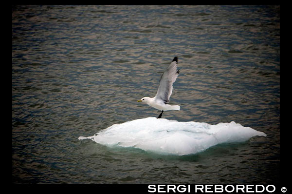 Gavina sobre un gel a la glacera de Margerie i la Muntanya Fairweather a Glacier Bay Parc Nacional d'Alaska EUA .. Tarr entrada al Parc Nacional Glacier Bay. Margerie glacera és una 21 milles de llarg (34 km) marea glacera aigua a Glacier Bay a Alaska i és part del Parc Nacional i Reserva Glacier Bay. S'inicia en el vessant sud de la muntanya Root, a la frontera d'Alaska-Canadà en la Serralada Fairweather, i flueix sud-est i nord-est de Tarr Inlet. Va ser nomenat per al famós geògraf i geòleg francès Emmanuel de Margerie (1862-1953), qui va visitar el Glacier Bay en 1913. És una part integral de la Badia de les Glaceres, declarat Monument Nacional el 26 de febrer de 1925, 01:00 Parc Nacional i Vida Salvatge Preservar el 2 de desembre de 1980, la UNESCO va declarar una Reserva de la Biosfera en 1986 i Patrimoni de la Humanitat el 1992. Mentre que la majoria de la marea i les glaceres terrestres al Parc es va declarar ser l'aprimament i el retrocés en els últims dècades, Margerie glacera es diu que és estable i la glacera de Johns Hopkins es diu que és l'avanç, a la cara oriental de la Serralada Fairweather.