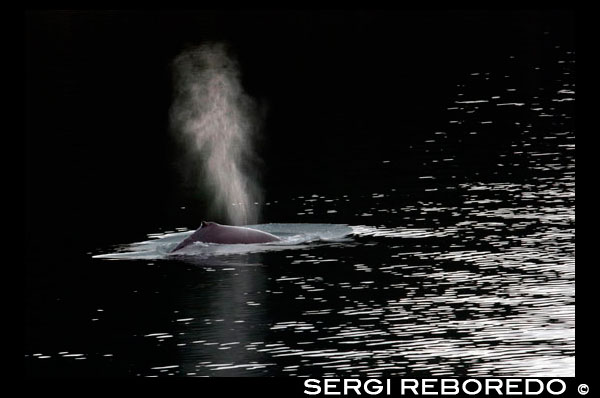 Ballenas jorobadas soplado y el buceo en estrecho helado. Parque Nacional Glacier Bay adn Preserve. Isla Chichagof. Juneau. El sudeste de Alaska. Hoy es el día final de la exploración. Establezca su curso para posiblemente las aguas de ballenas más ricos en el sudeste de Alaska. Mantenga el reloj para el golpe revelador de las ballenas jorobadas que usted friega las aguas ricas en nutrientes en busca de ballenas, delfines, leones marinos, y otros animales salvajes. Únete al capitán en el puente o ir en cubierta con su Líder de Expedición. Por la tarde, la caída de las lanchas y kayaks para una inspección más cercana de la costa a distancia con los ojos fijados en la costa de posibles avistamientos de osos. Esta noche, disfrutar de la soledad mientras se relaja en la bañera de hidromasaje cubierta superior o disfrutar de una copa con sus compañeros de yachtmates en el salón.