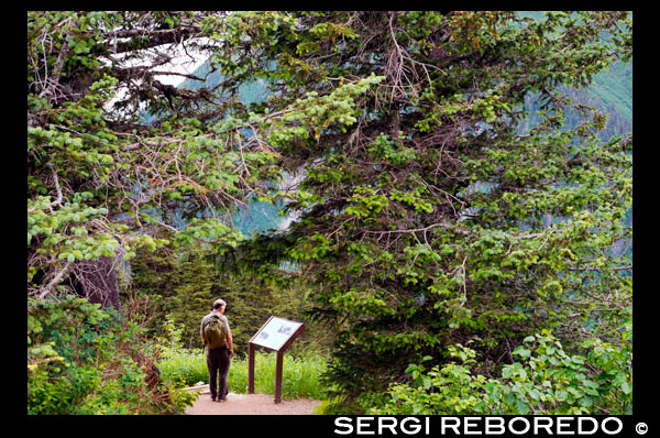 A tourist looking at an information signal in Mount Roberts. Trekking from the Mt Roberts Tramway, Juneau. Alaska. The top terminal of the tram is located on a tower and offers spectacular views of the City of Juneau and the Gastineau Channel, Douglas Island and the community of Douglas to the west, the Chilkat Mountain Range to the north, and Kupreanof Island to the South. The terminal platform is joined to the ridge of Mount Roberts by the Skybridge which leads to the summit facilities. The main building includes the Timberline Bar & Grill, the Chilkat Theater showing an informative film of the local Alaska Natives, and Raven Eagle Gifts. Located at the main building is the Stephen Jackson totem pole, a modern rendition of traditional Native themes. The Juneau Raptor Center operates a bald eagle display at the summit, which provides a recovery center for injured eagles and educational programs for tram visitors. Visitors can also enter the Nature Center which offers guided hiking adventures and books and maps on local recreation. Several hiking trails of varying degrees of difficulty (including wheel-chair accessible paths) have been laid out leading from the summit facilities. Many of these feature spectacular views from the Mount Roberts ridgeline, and some wind through the forest trees and meadows with wild flowers and animals. The forest paths feature trees with totemic carvings depicting Native legends. Interpretive markers describing many of the flowers, plants, trees, birds and animals are placed along the loop trail for self-guided walks.