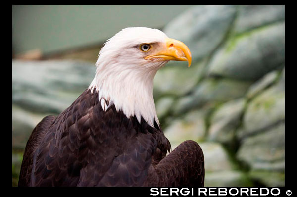 Águila calva, Haliaeetus leucocephalus primer. Isla de mármol en el Parque Nacional Glacier Bay, Alaska. EE.UU.. También conocido como American Eagle, con un estatus de icono en los EE.UU.. Norte (Steller) lobos marinos (jubatus Eumetopias), Isla Sur Mármol, Parque Nacional Glacier Bay, Sureste de Alaska. Sur Marble Island es una pequeña protuberancia en el canal principal de la Bahía de los Glaciares como se navega desde el centro de visitantes hacia los grandes glaciares. Sería poco notable, excepto que alberga una colonia notable e importante para el arao pichón (Cepphus columba), un ave marina del Pacífico norte. Estos pájaros negros tienen parches de ala superiores blancas marcadas con un triángulo negro, junto con patas rojas distintivas. Nido Guillemots en grietas rocosas de la isla. La isla es también un león marino de Steller (Eumetopias jubatus) ubicación haul-out. Un lugar donde esto ocurre se muestra en la fotografía. Si usted mira de cerca usted puede ser capaz de ver algunos de ellos. Leones marinos de Steller son los más grandes de los sellos de orejas. Ellos llevan el nombre de George Wilhelm Steller, un naturalista alemán que participó en el 1741 Bering expedición, y fue el primero en clasificar científicamente.