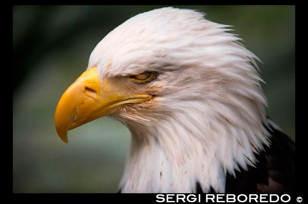 Àguila calba, pigarg americà primer. Illa de marbre al Parc Nacional Glacier Bay, Alaska. EUA .. També conegut com American Eagle, amb un estatus d'icona als EUA .. Nord (Steller) llops marins (jubatus Eumetopias), Illa Sud Marbre, Parc Nacional Glacier Bay, Sud-est d'Alaska. Sud Marble Island és una petita protuberància al canal principal de la Badia de les Glaceres com es navega des del centre de visitants cap als grans glaceres. Seria poc notable, excepte que alberga una colònia notable i important per al arao colomí (Cepphus columba), una au marina del Pacífic nord. Aquests ocells negres tenen pegats d'ala superiors blanques marcades amb un triangle negre, juntament amb potes vermelles distintives. Niu Guillemots en esquerdes rocoses de l'illa. L'illa és també un lleó marí de Steller (Eumetopias jubatus) ubicació haul-out. Un lloc on això ocorre es mostra a la fotografia. Si vostè mira de prop vostè pot ser capaç de veure alguns d'ells. Lleons marins de Steller són els més grans dels segells d'orelles. Ells porten el nom de George Wilhelm Steller, un naturalista alemany que va participar en el 1741 Bering expedició, i va ser el primer a classificar científicament.