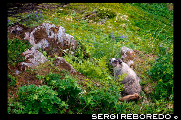 Una marmota a Mount Roberts. Trekking del Mt Roberts Tramway, Juneau. Alaska. El terminal del tramvia es troba en una torre i ofereix vistes espectaculars de la ciutat de Juneau i el Canal de Gastineau, Douglas Island i la comunitat de Douglas a l'oest, la serralada de Chilkat muntanya al nord, i Kupreanof Illa al Sud . La plataforma de la terminal s'uneix a la cresta de la Muntanya Roberts pel pont aeri que condueix a les instal·lacions de la cimera. L'edifici principal inclou el Timberline Bar & Grill, el Teatre Chilkat mostrant una pel·lícula informativa dels natius d'Alaska locals, i dels regals del corb Àguila. Situat a l'edifici principal és el tòtem Stephen Jackson, una versió moderna dels temes nadius tradicionals. El Raptor Center Juneau opera una pantalla àguila calba al cim, que ofereix un centre de recuperació per a les àguiles ferits i programes educatius per als visitants de tramvia. Els visitants també poden entrar al centre de la natura que ofereix visites senderisme aventures i llibres i mapes en la recreació local. Diverses rutes de senderisme de diferents graus de dificultat (incloent camins d'accés de cadires de rodes) s'han traçat va des de les instal·lacions de la cimera. Moltes d'elles compten amb espectaculars vistes de la serralada Mount Roberts, i una mica de vent a través dels arbres dels boscos i prats amb flors i animals salvatges. Els camins forestals compten amb arbres amb talles totèmics que representen llegendes natives. Marcadors interpretatius que descriuen moltes de les flors, les plantes, els arbres, els ocells i els animals es col·loquen al llarg del sender circular per caminades autoguiades.