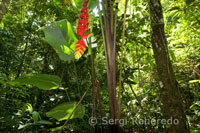 Plano general de la selva amazónica y el bosque primario con un primer plano de una heliconia. 