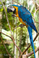 Guacamai blau i groc. Ara ararauna.