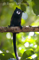 Un mico esquirol (Saimiri) en un dels boscos primaris de la selva amazònica.
