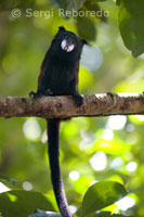 Un mono ardilla (saimiri) en uno de los bosques primarios de la selva amazónica.