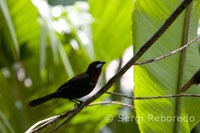Un dels múltiples ocells que poden albirar en els boscos primaris de la selva amazònica.