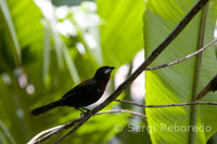 Uno de los múltiples pájaros que pueden avistarse en los bosques primarios de la selva amazónica.