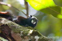 Un mono ardilla (saimiri) en uno de los bosques primarios de la selva amazónica.