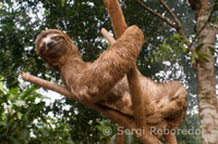 Un oso hormiguero subido a un árbol de un bosque primario de la selva amazónica.