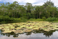 Huge Victoria Regia water lilies in one of the tributaries of the Amazon to Iquitos about 40 miles near the town of Indiana.