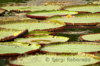 Huge Victoria Regia water lilies in one of the tributaries of the Amazon to Iquitos about 40 miles near the town of Indiana.