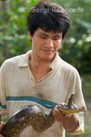 A native holds a snake in one of the primary forests of the Amazon rainforest.