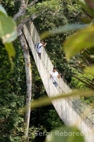 El Amazon Canopy Walkway, uno de los puentes colgantes más largos del mundo, que permite ver los animales del bosque primario desde una altura de 37 metros y está suspendido a lo largo de los 14 árboles más altos del área.