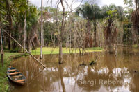 Una barca en una zona inundada pròxima al Explorama Lodge de Explorama a uns 80 quilòmetres de Iquitos a prop del poble d'Indiana.