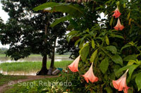 Paisatge amb flors al poblat riberenc de Timicuro I