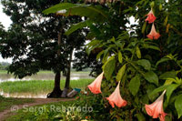 Landscape with flowers in the coastal town of Timicuro I